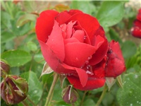 17a377e3-Picture 4217.jpg